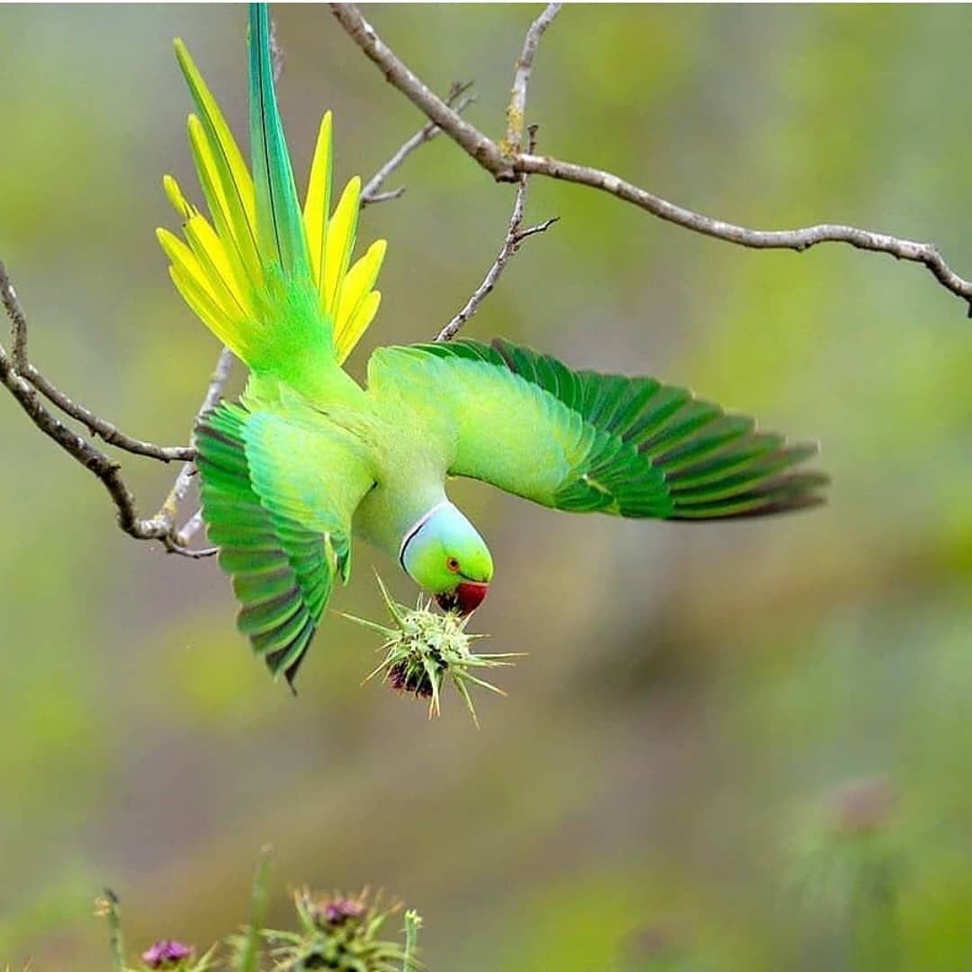 Rose-Ringed Parakeet Flying