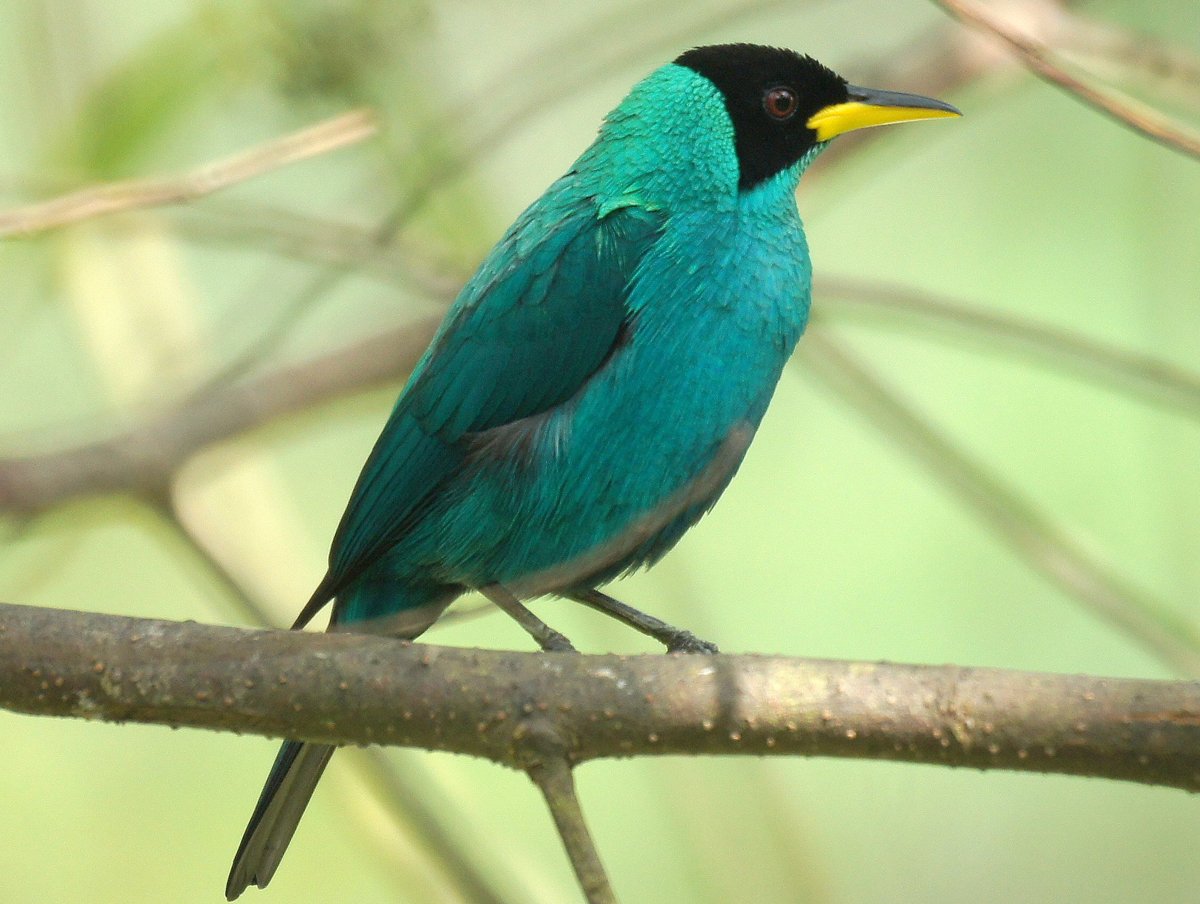 Green Honeycreeper фооо