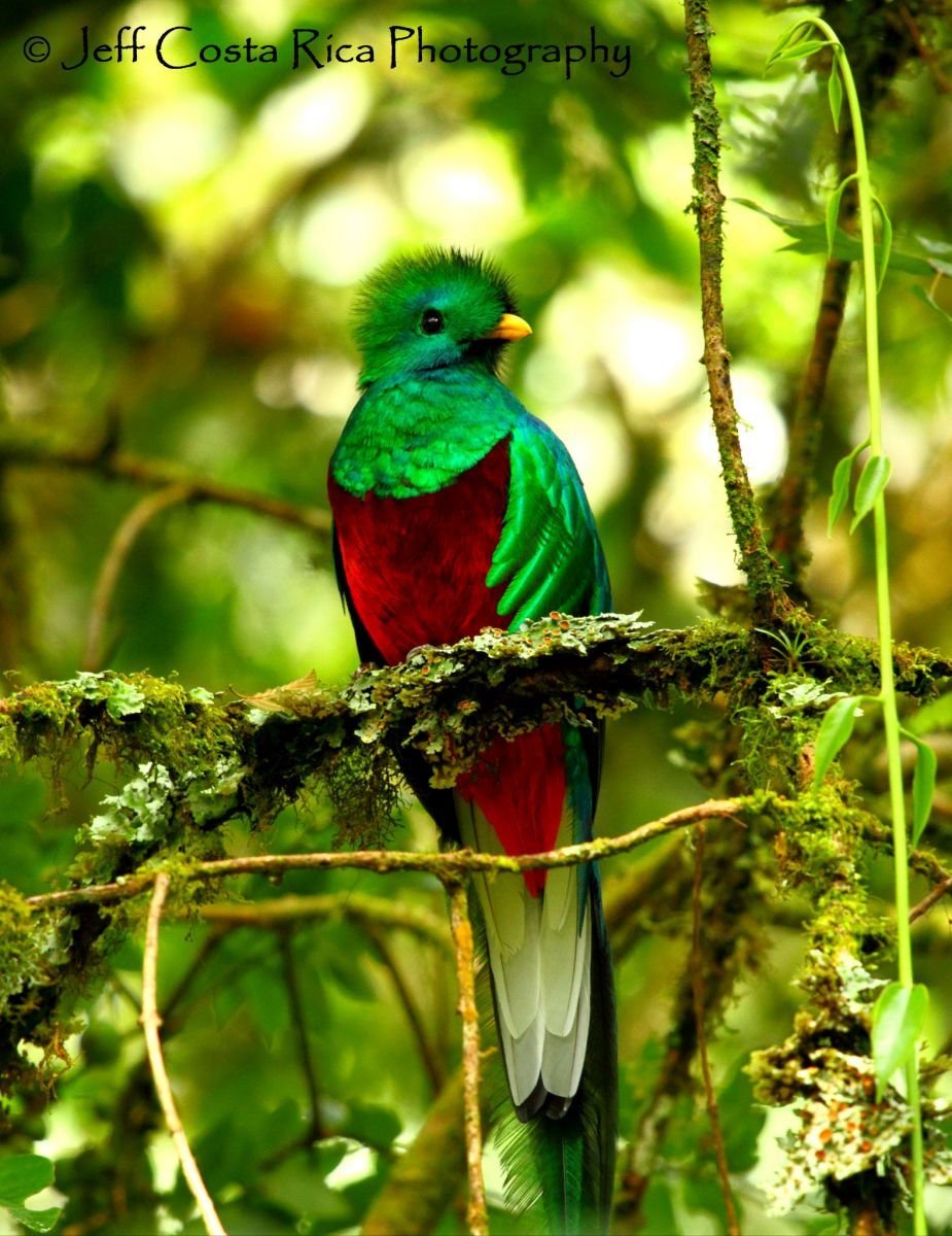 Зелено красная птичка