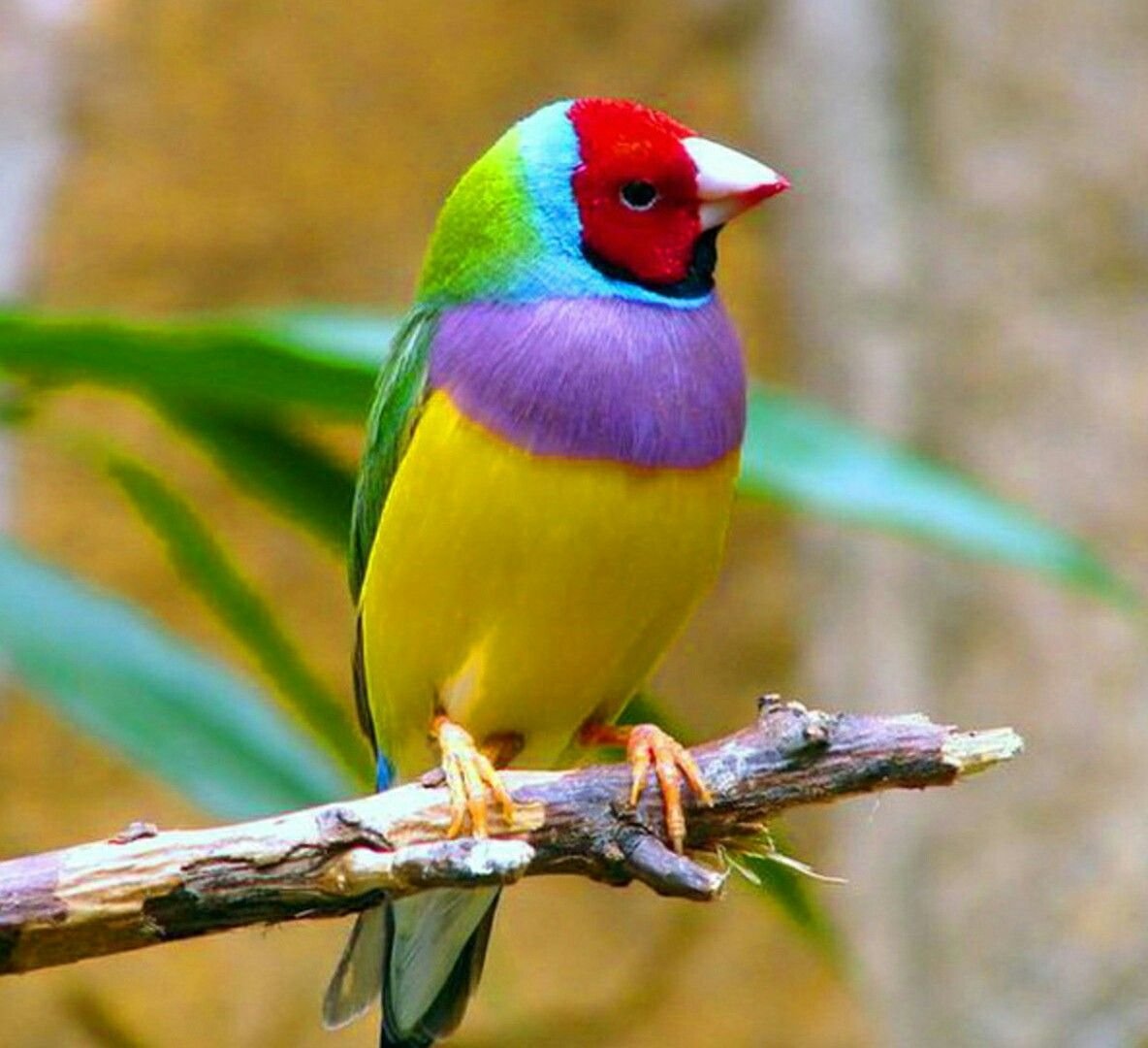 Яркие птицы