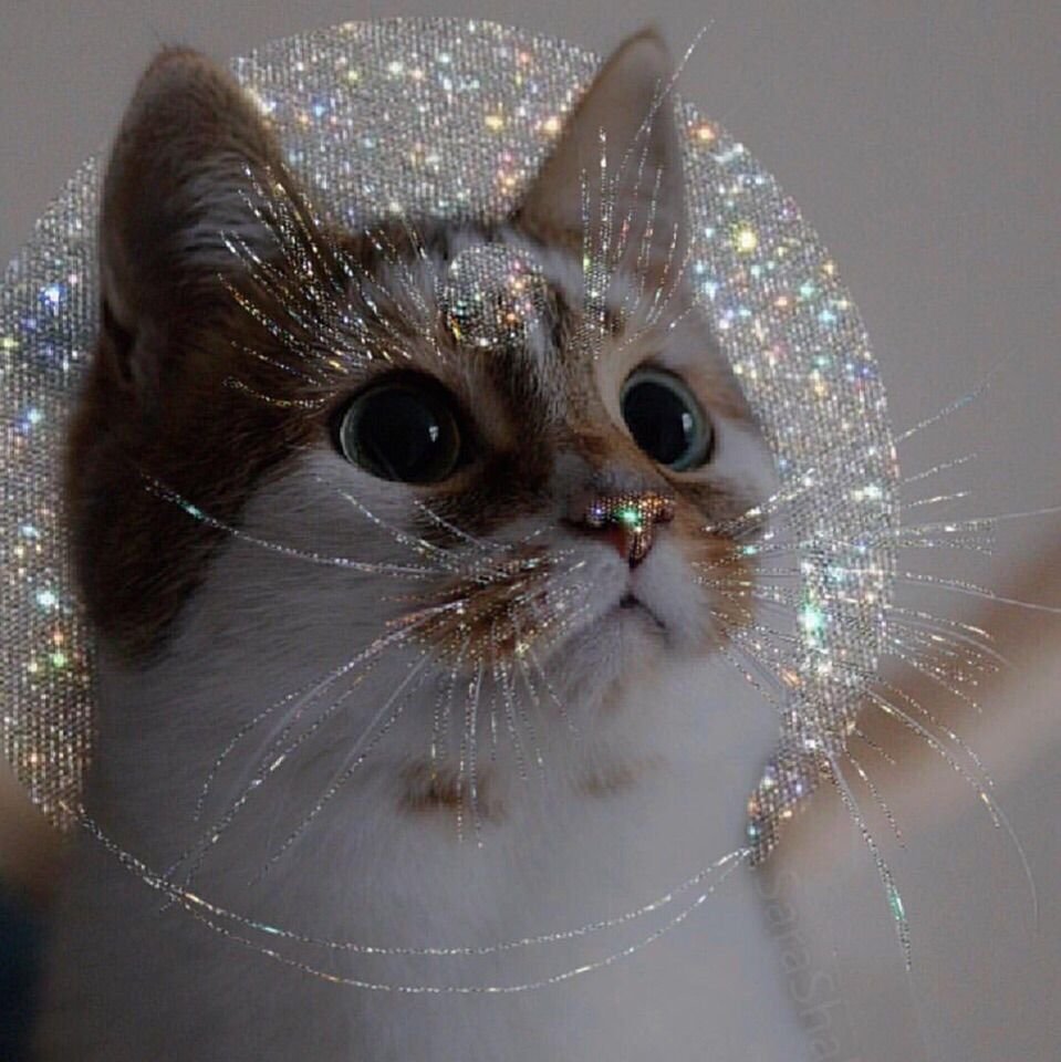 Кот в блестках