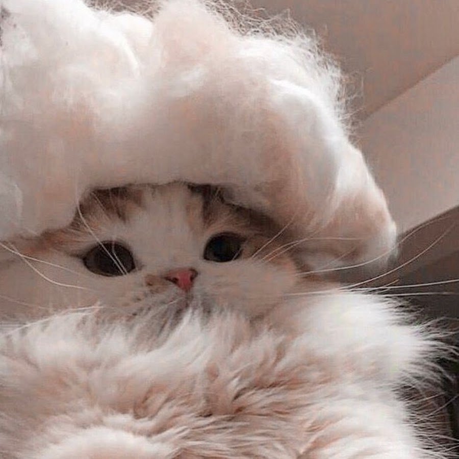 Милые котята Эстетика