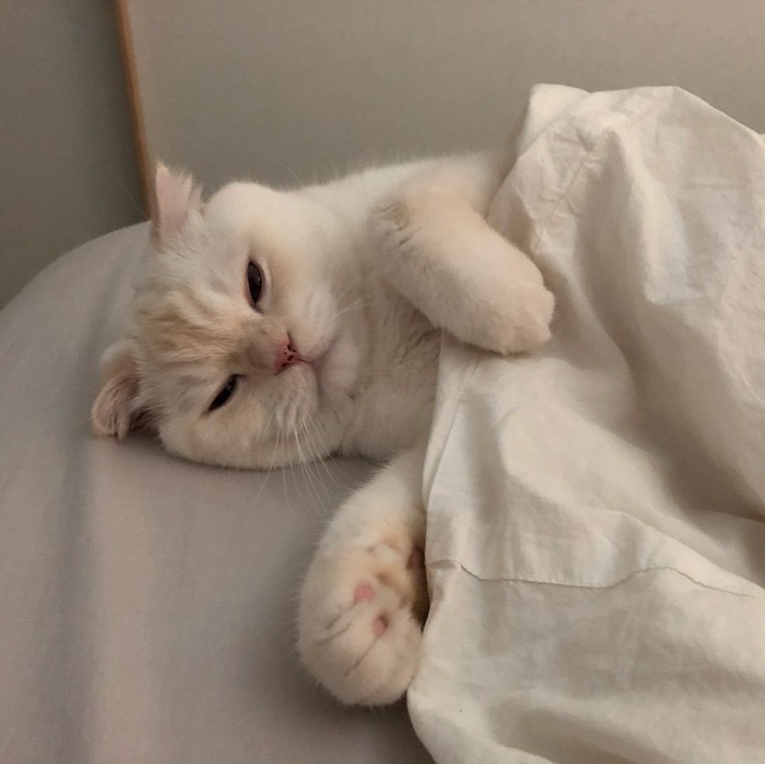 Котики Эстетика