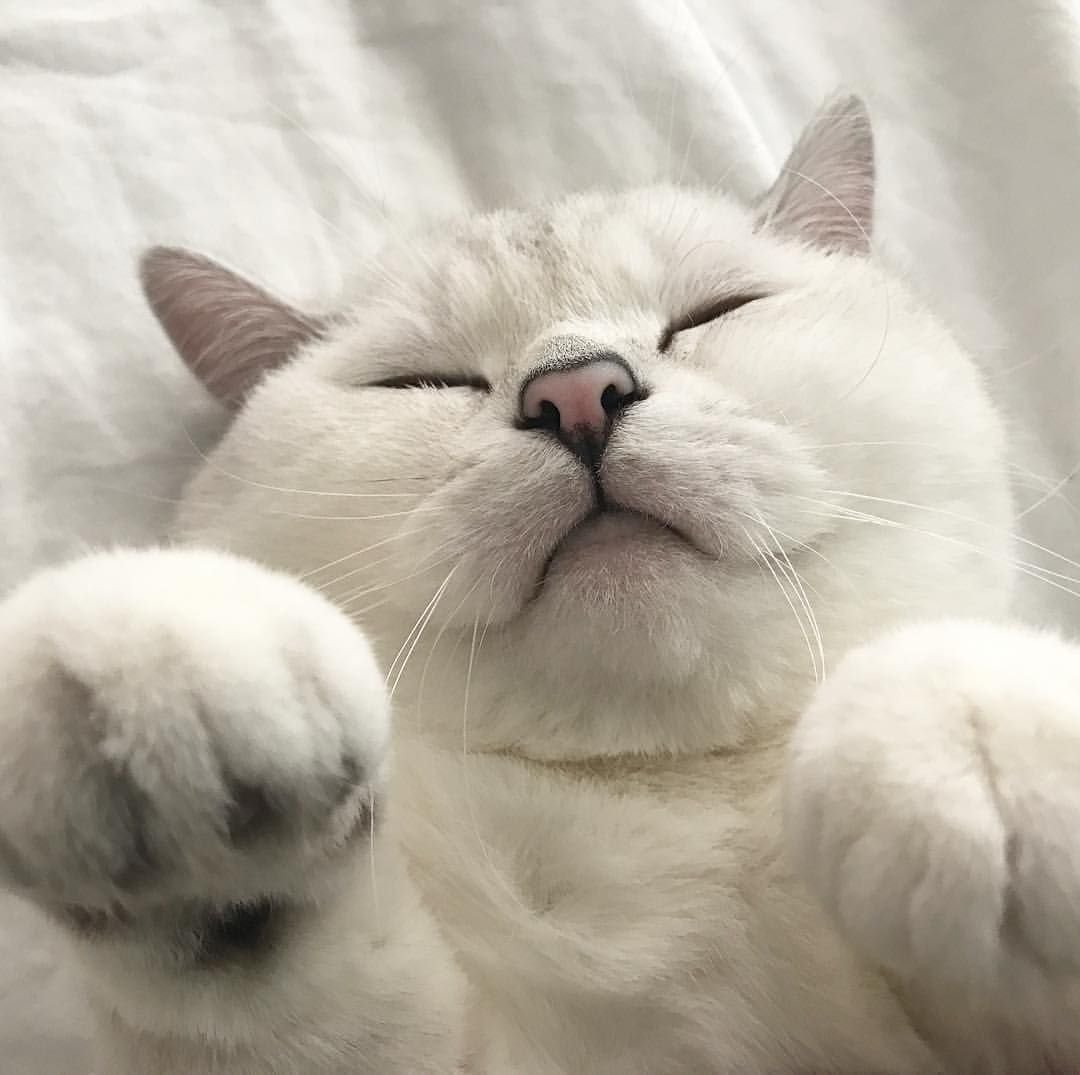 Милая кошка Эстетика