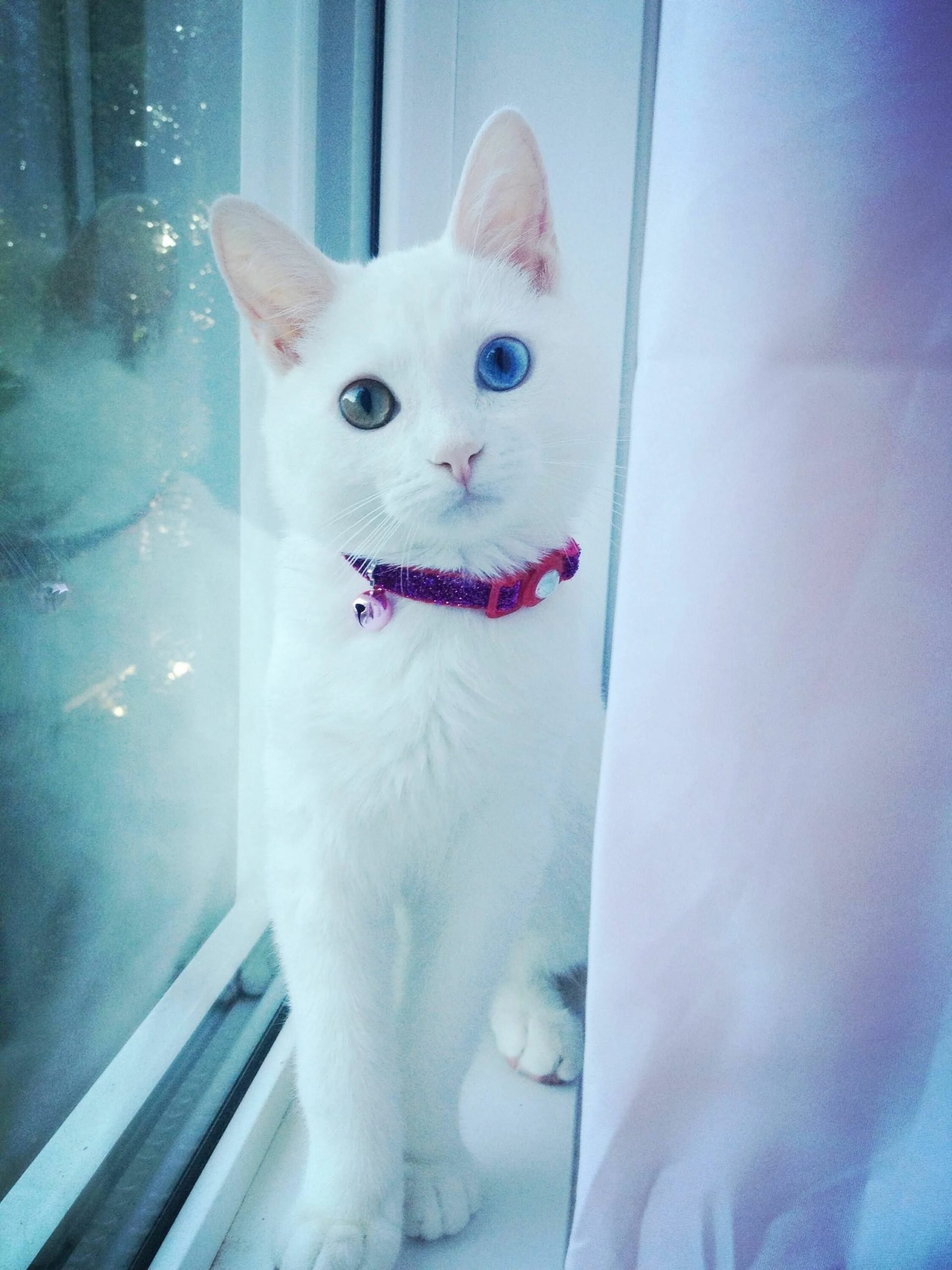 Эстетика котики на аву. Као мани. Белая кошка сиразными глазами. Белаяэ кошка с разным глазами. Кошка белая.