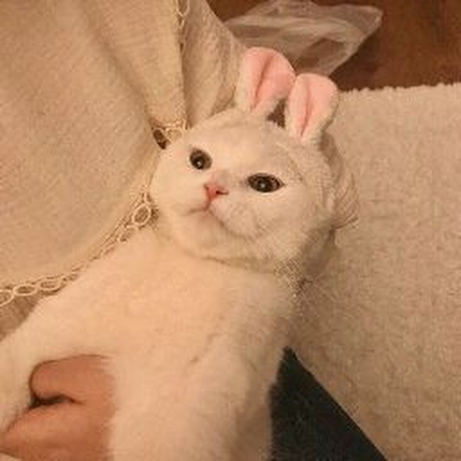 Милый котик Эстетика