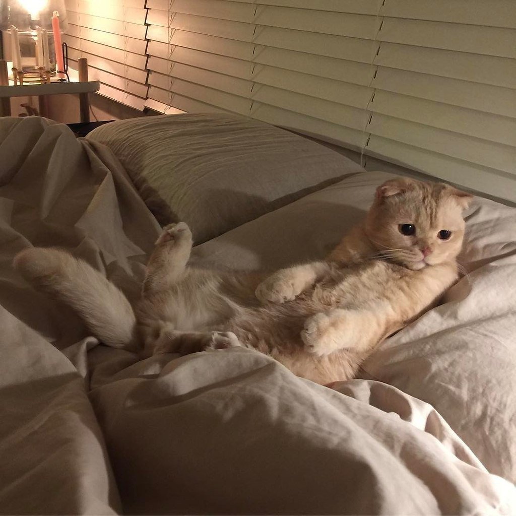 Милый котик Эстетика