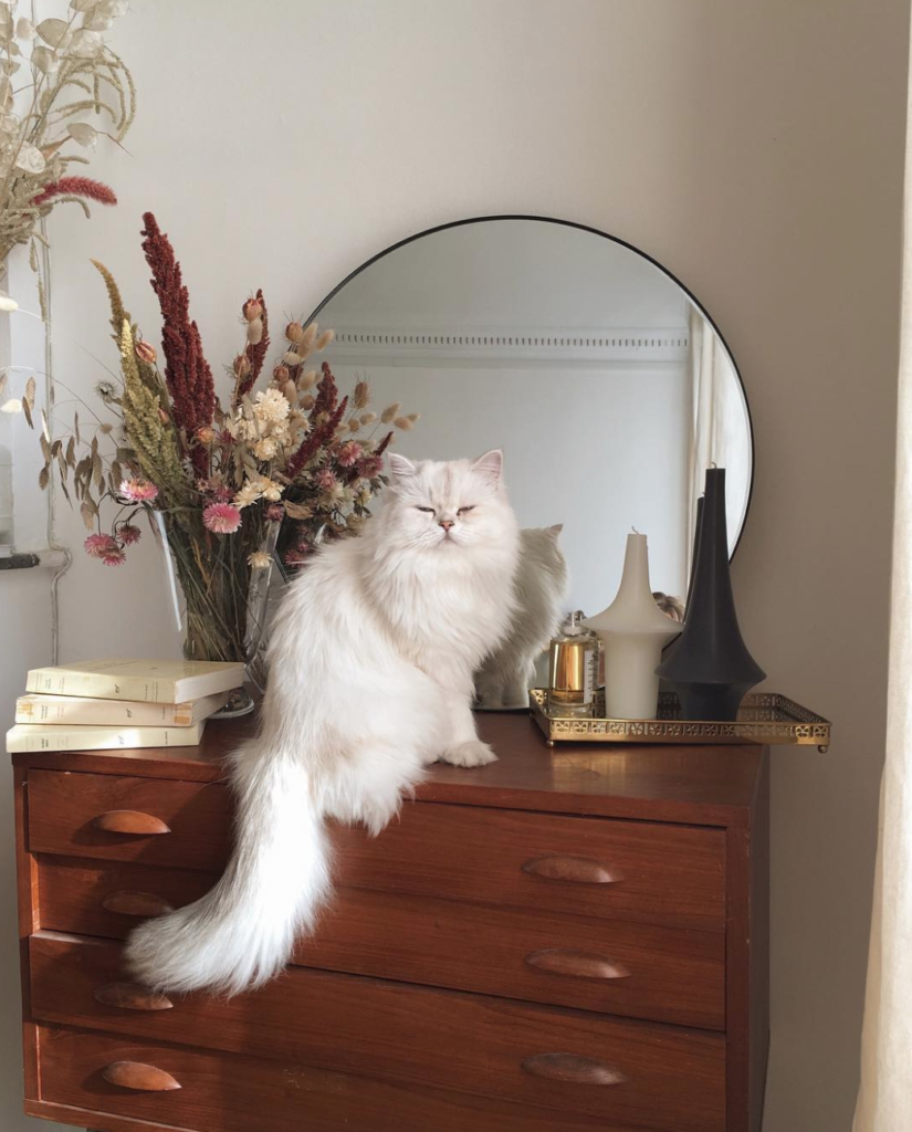 Эстетика кошек