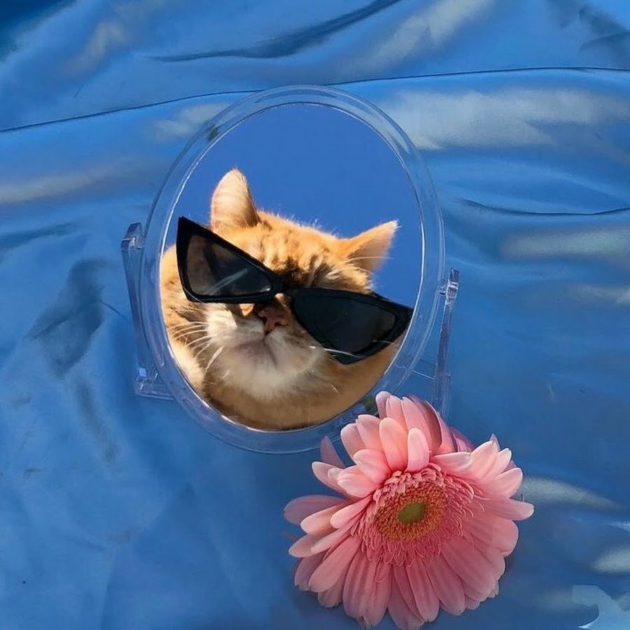 Кот в очках зеркало
