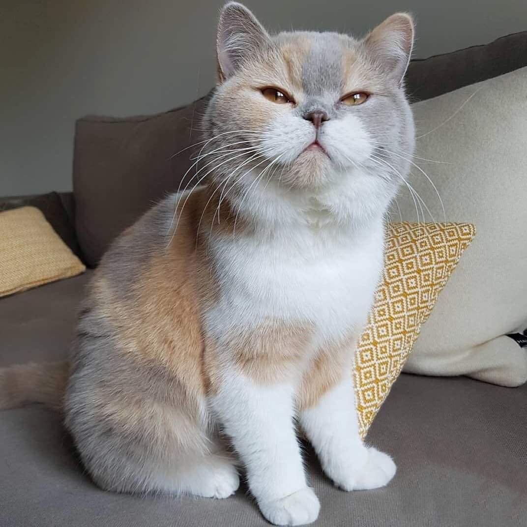 Британский короткошерстный кот трехцветный