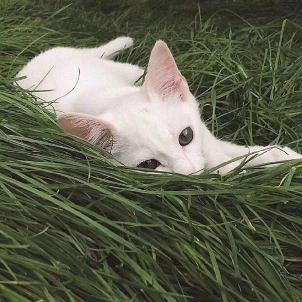 Эстетика кошек