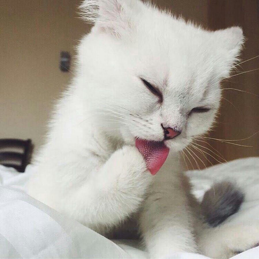 Белый котенок на аву