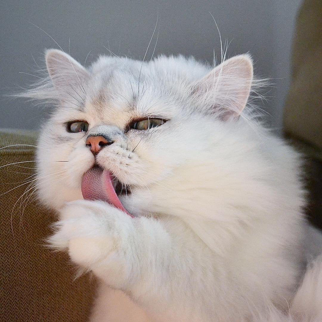 Кот Эстетика