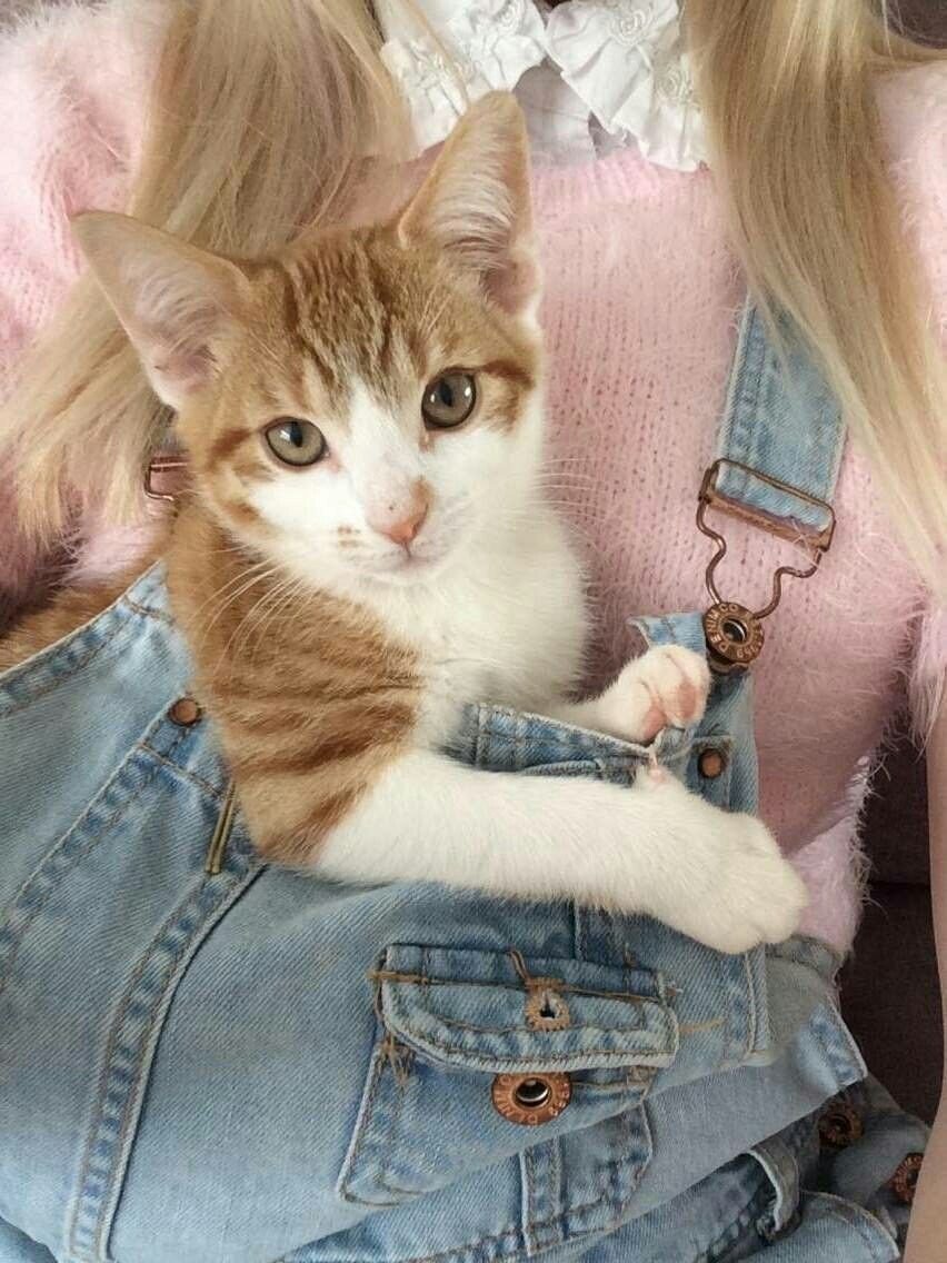 Эстетика котики тумблер