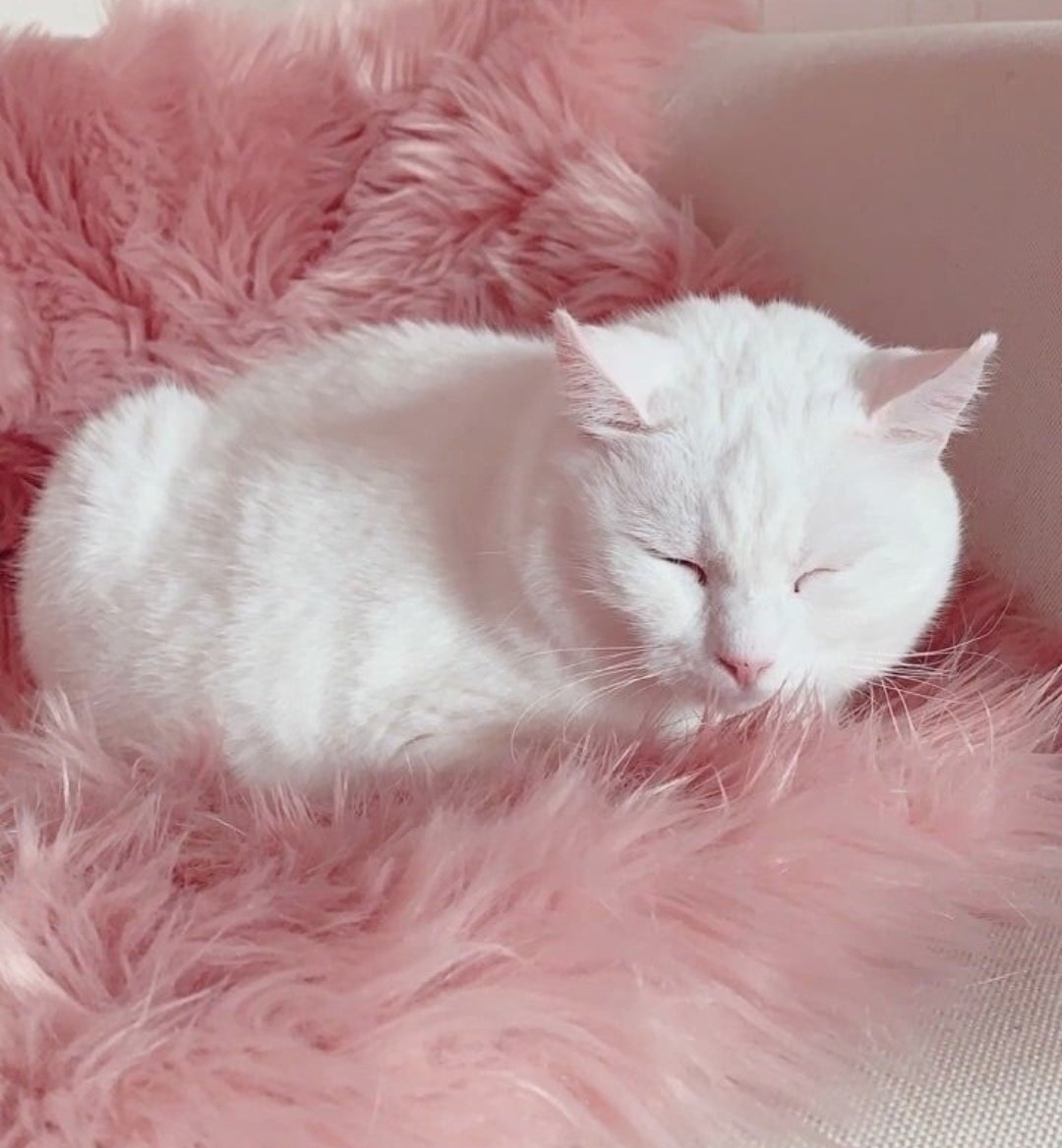 Котики Эстетика красный