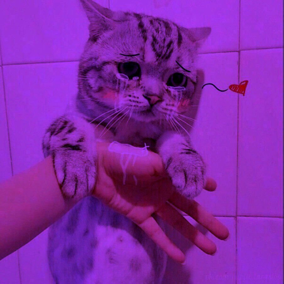 Сохраненки с котиками