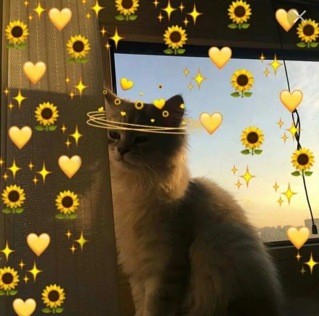 Эстетика с котами