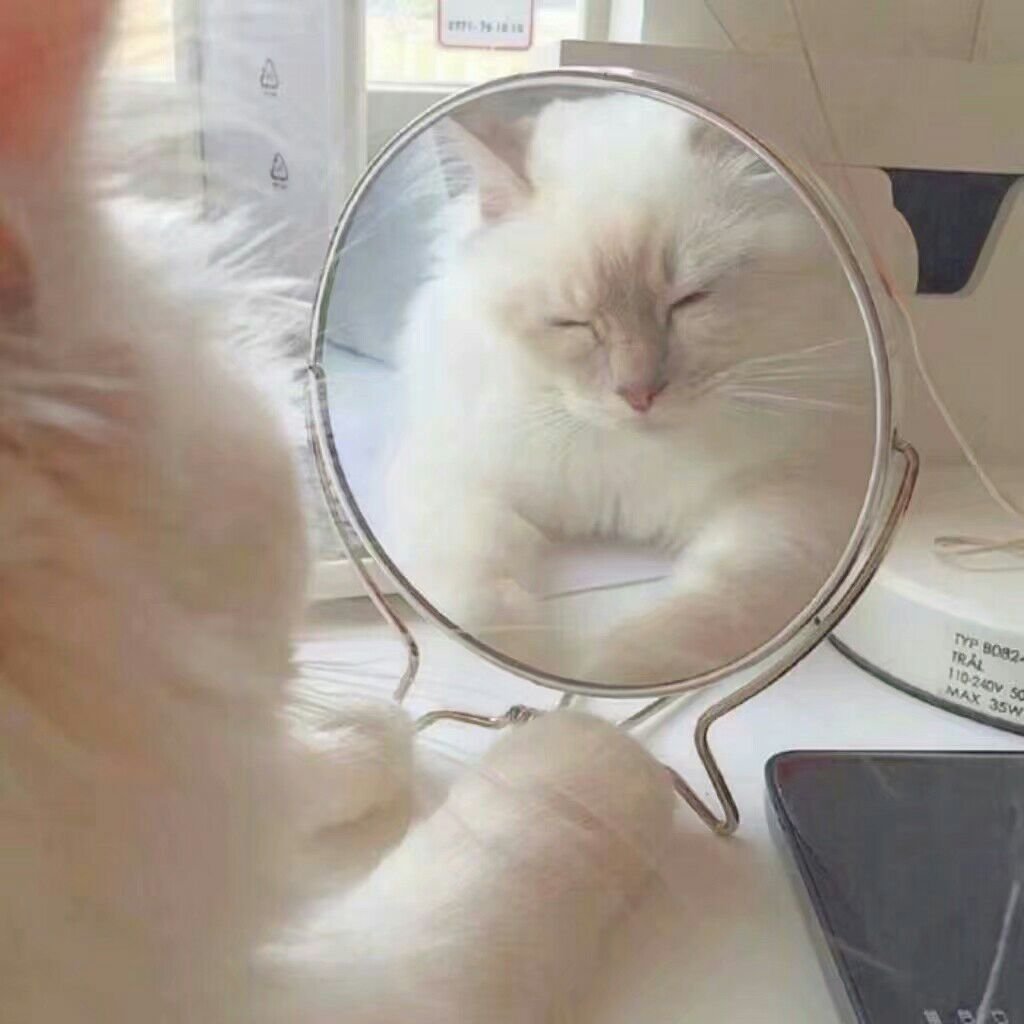 Коты Эстетика