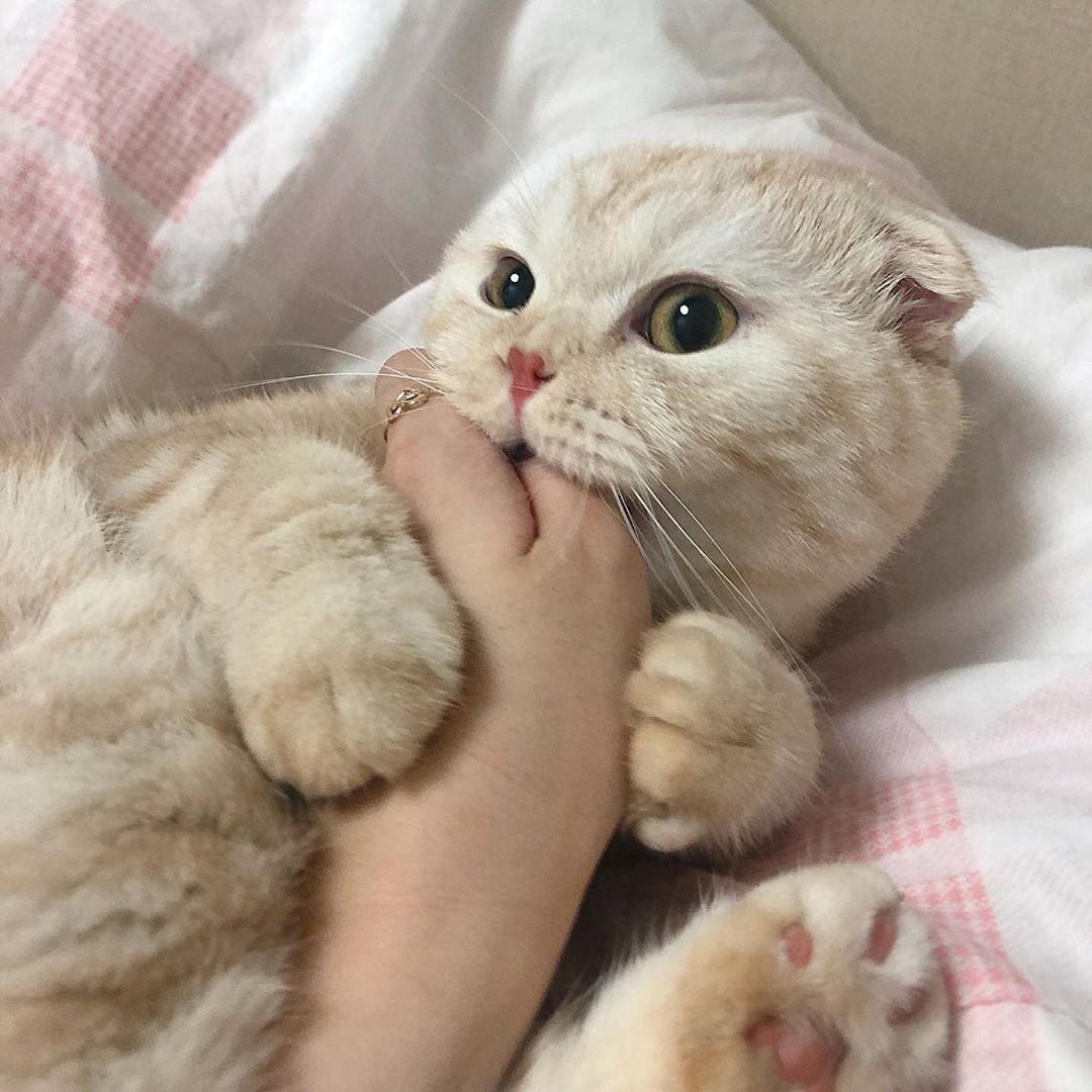 Эстетика кот вислоухие на аву