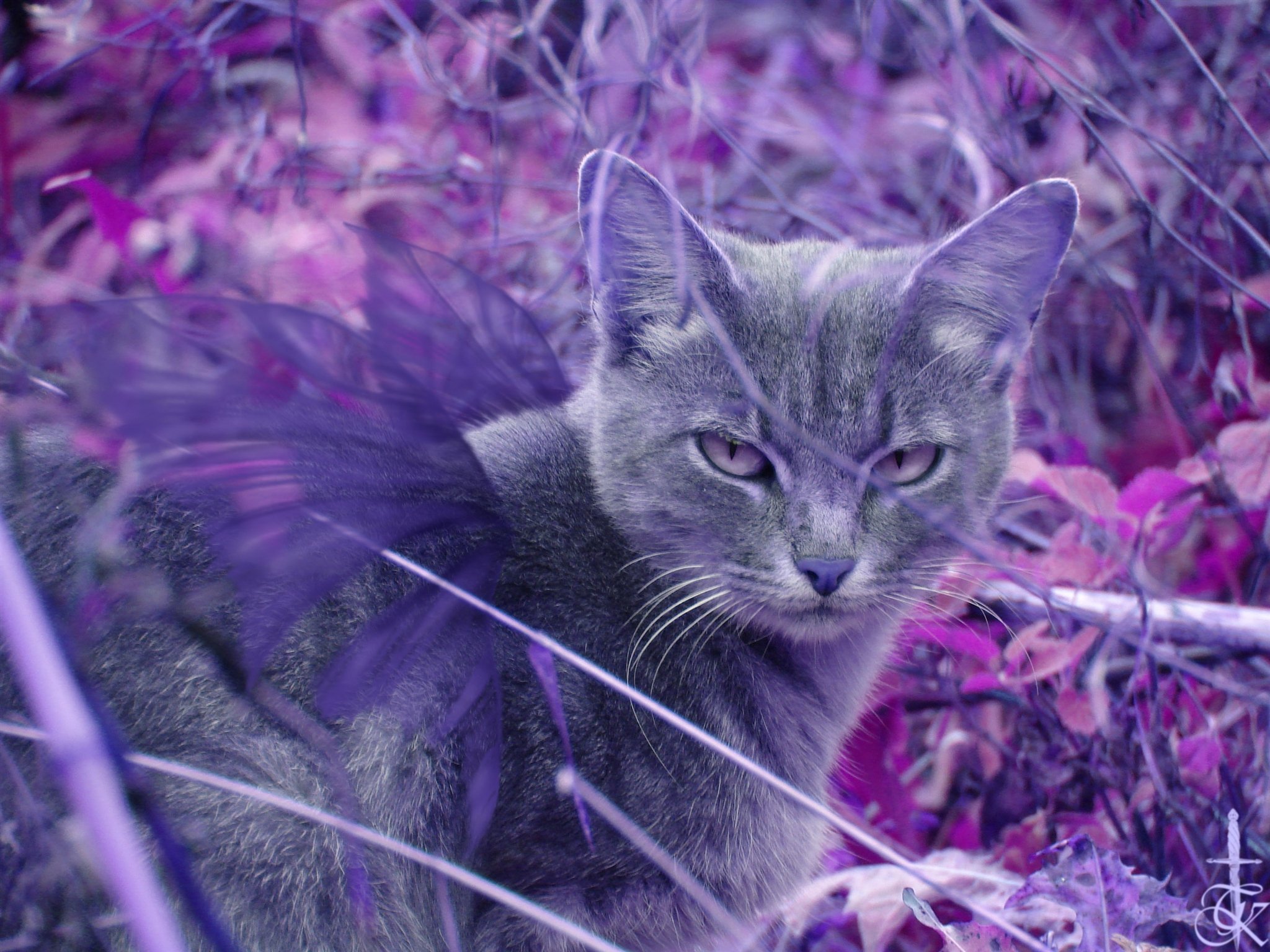 Кошка розовая глаза. Фиолетовая кошка. Сиреневая кошка. Лиловый цвет кота. Сиреневый котенок.