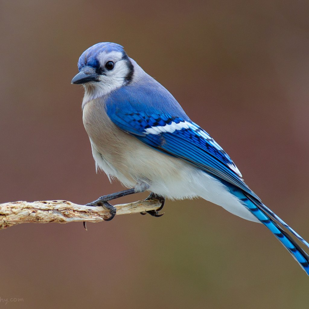Синяя с белым птичка