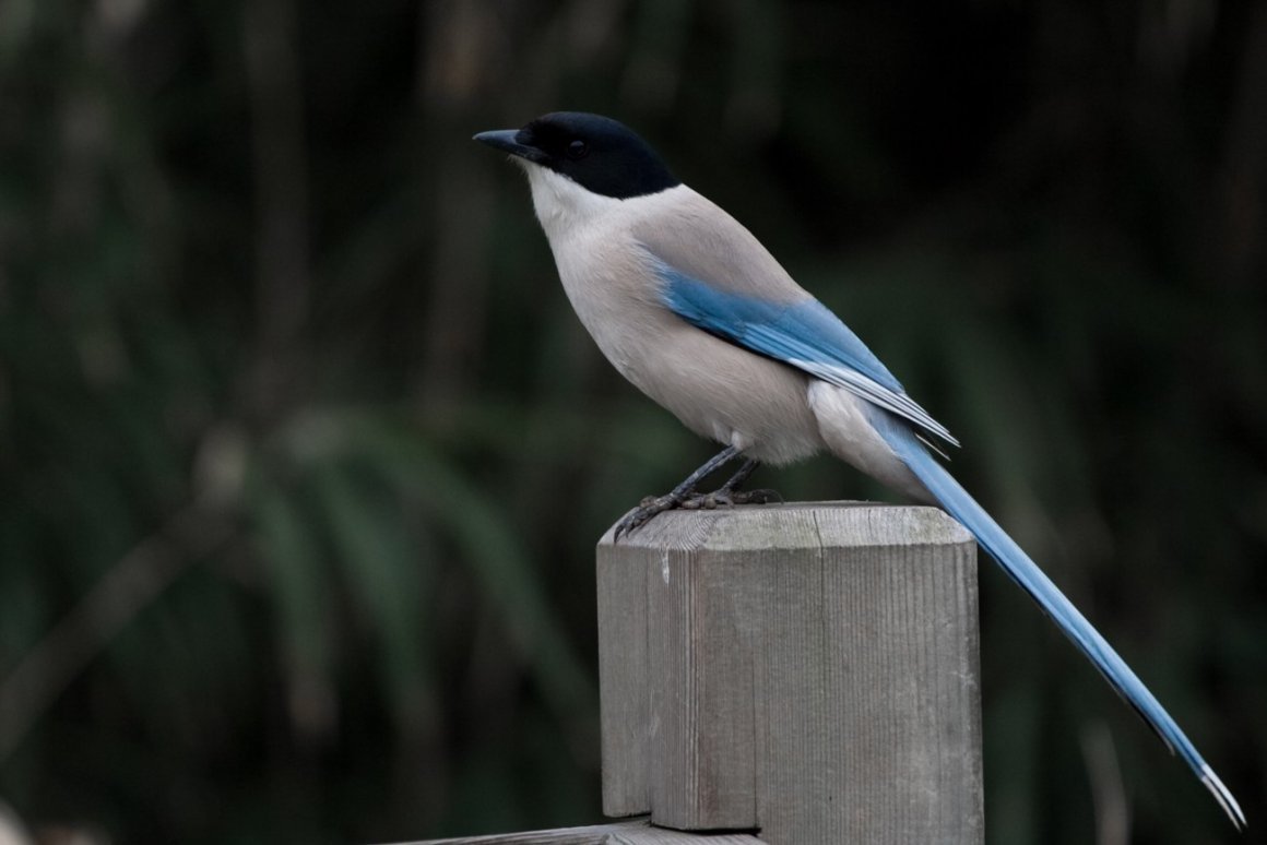 Сорока Дальневосточная голубая