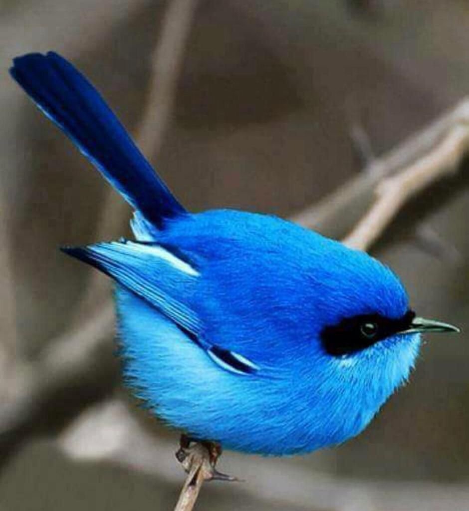 Птица цвета ультрамарин