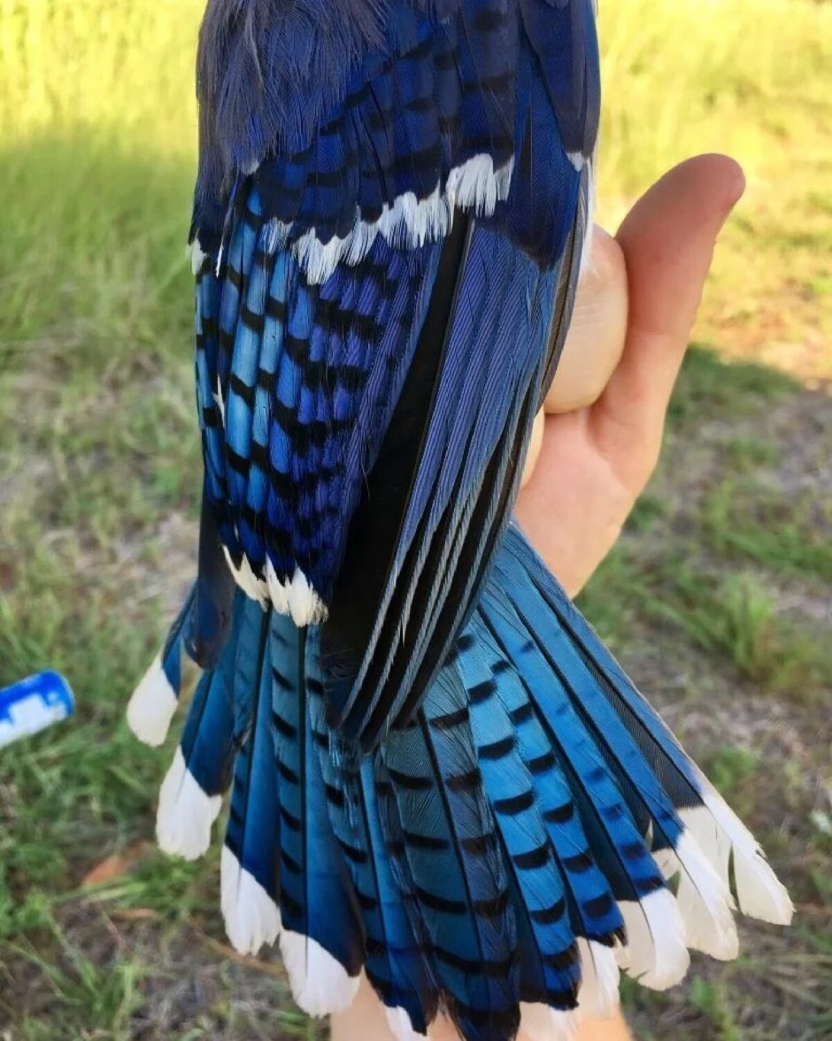 Крыло сойки