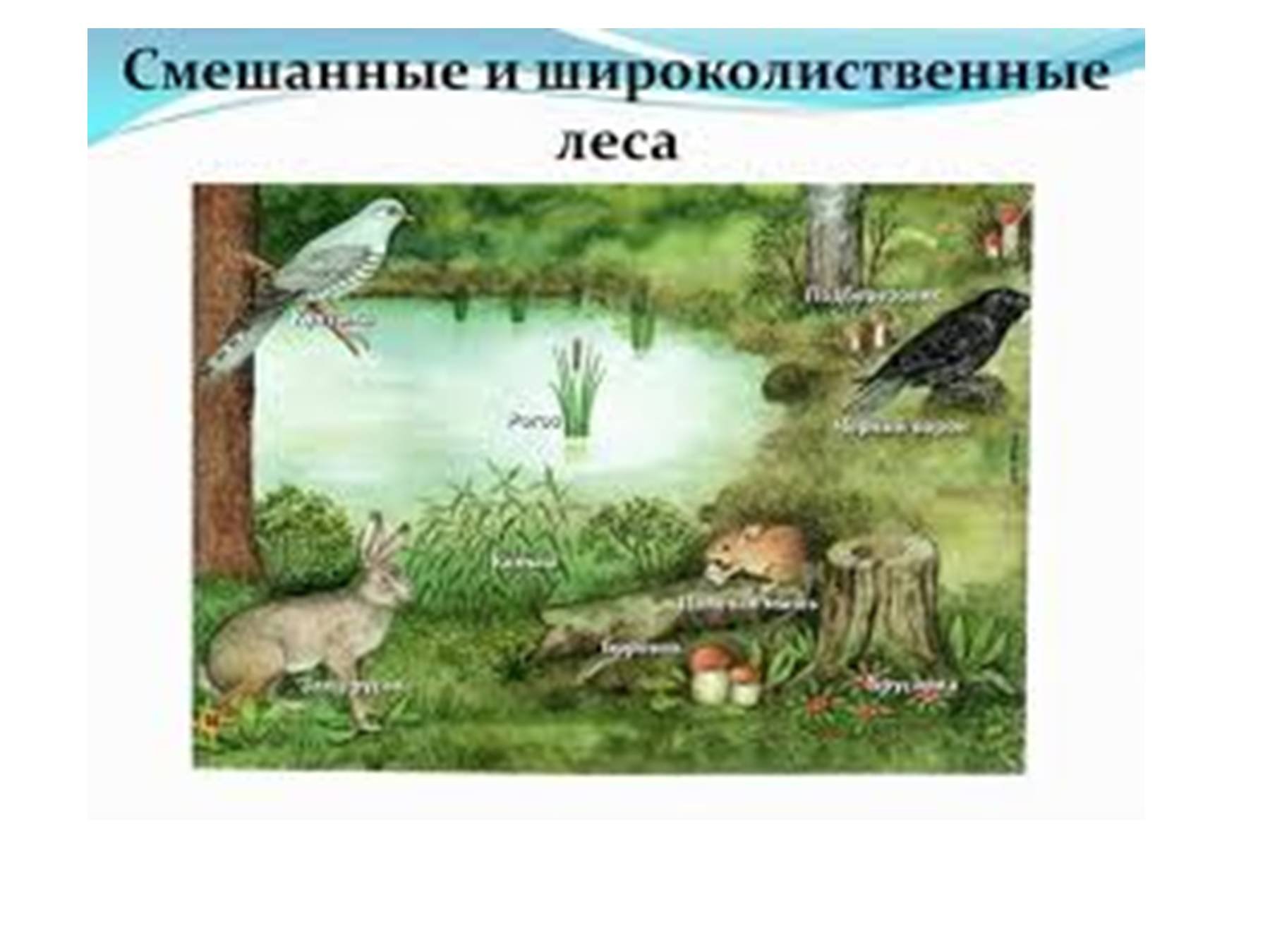 Обитатели природной экосистемы. Природные зоны иллюстрации. Широколиственные и смешанные растения и животные. Смешанные и широколиственные леса животные.