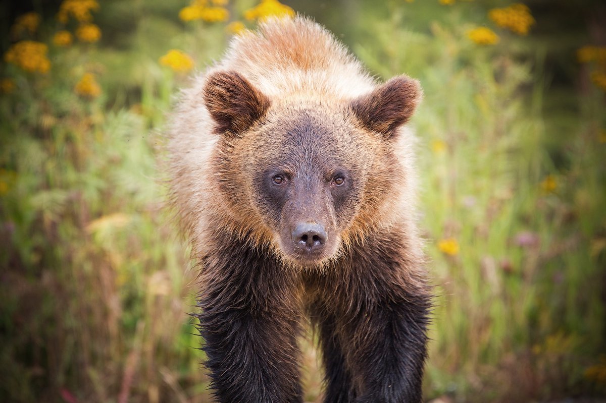 Бурый Медвежонок
