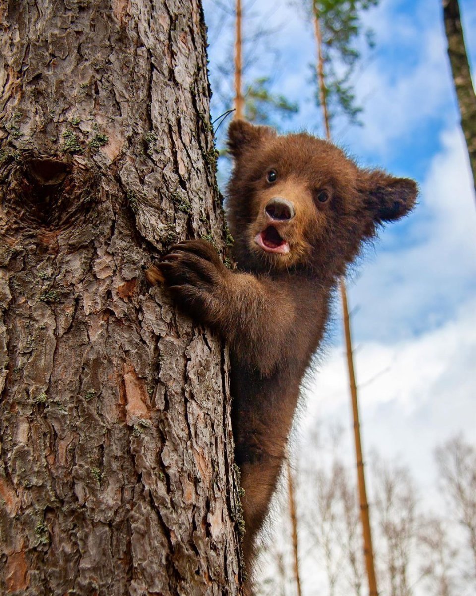 Медвежонок на дереве