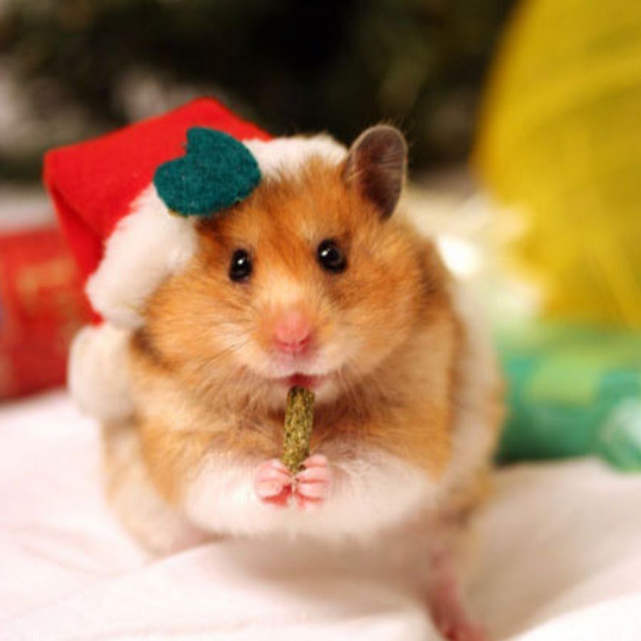 Хомяк в шапке