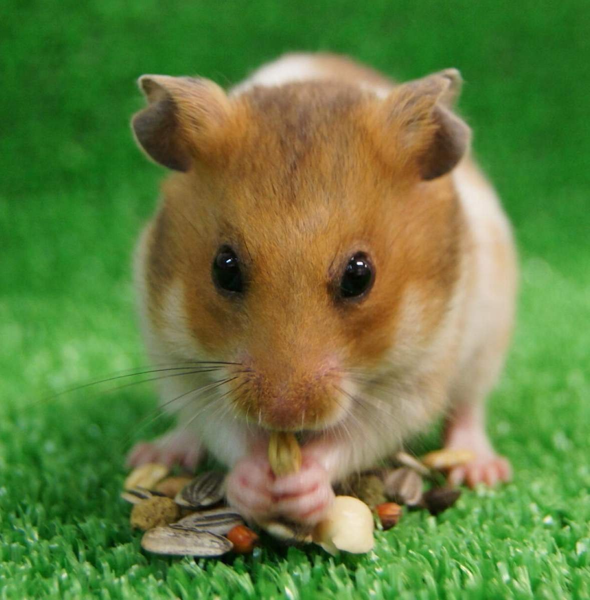 Сирийский хомяк гладкошерстный