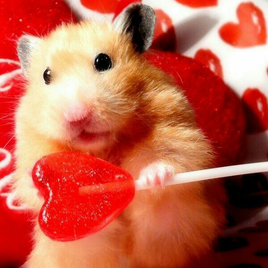 Хомяк Хома девочка