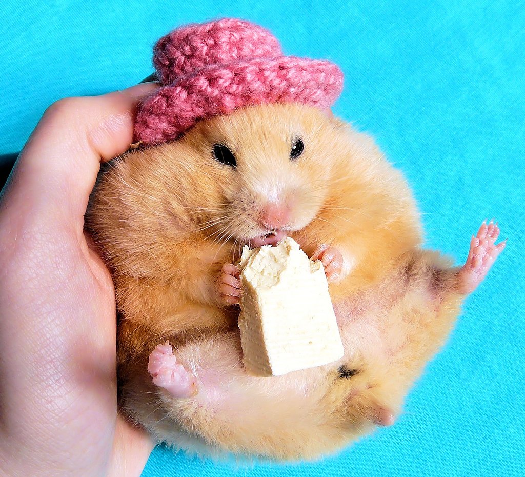 Сирийский хомяк Хома