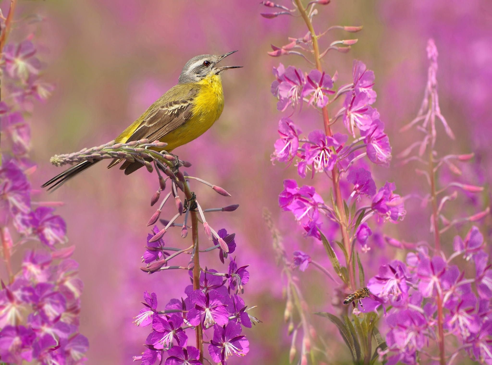 Птицы живущие в цветах. Красивые птицы. Птицы летом. Птицы фото.