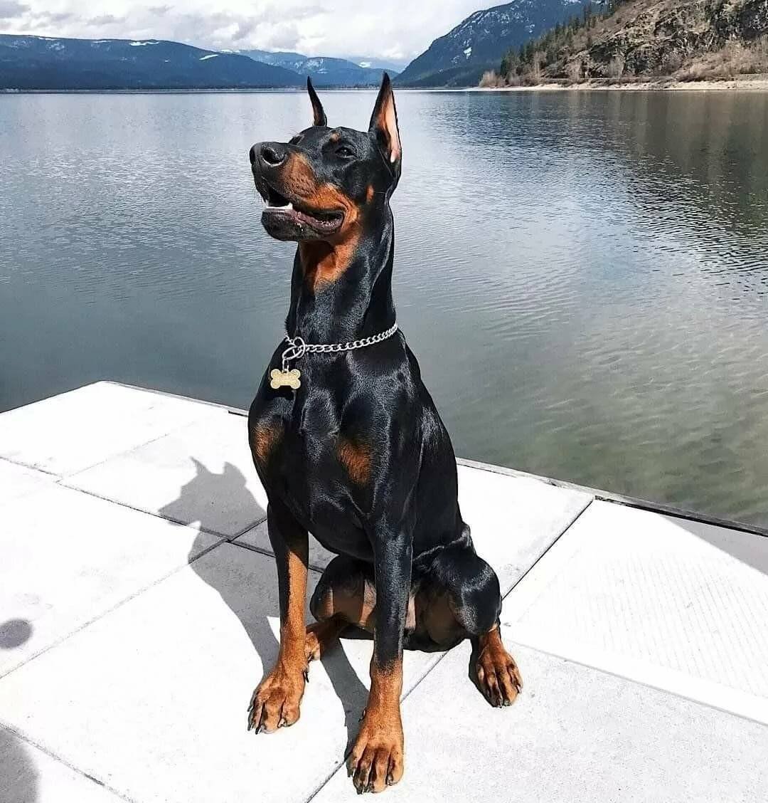 Доберман-пинчер сохры