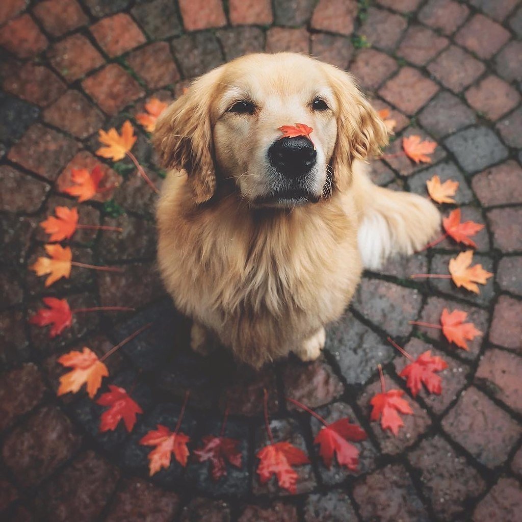 Золотистый ретривер Холли