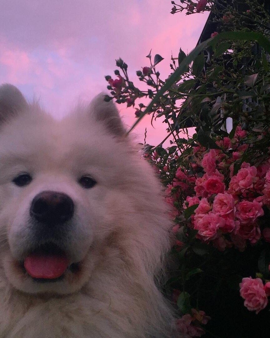 Самоед и Доберман