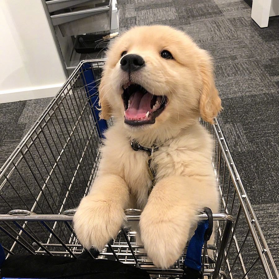 Эстетика собак