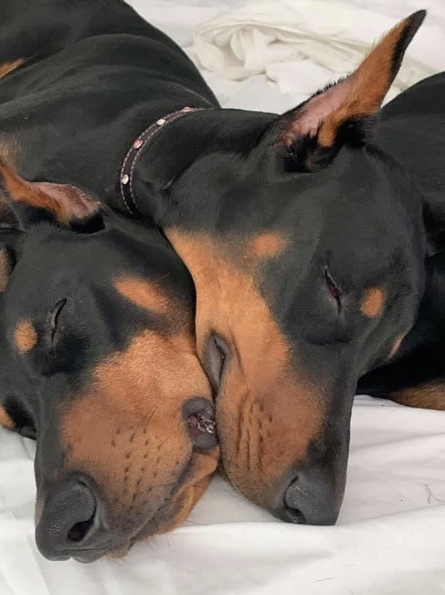 Доберман-пинчер Эстетика