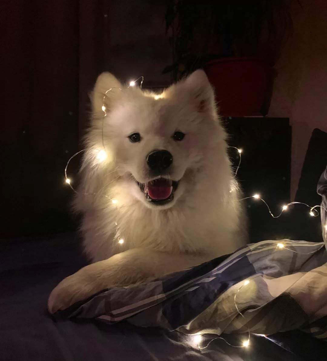 Самоед Эстетика