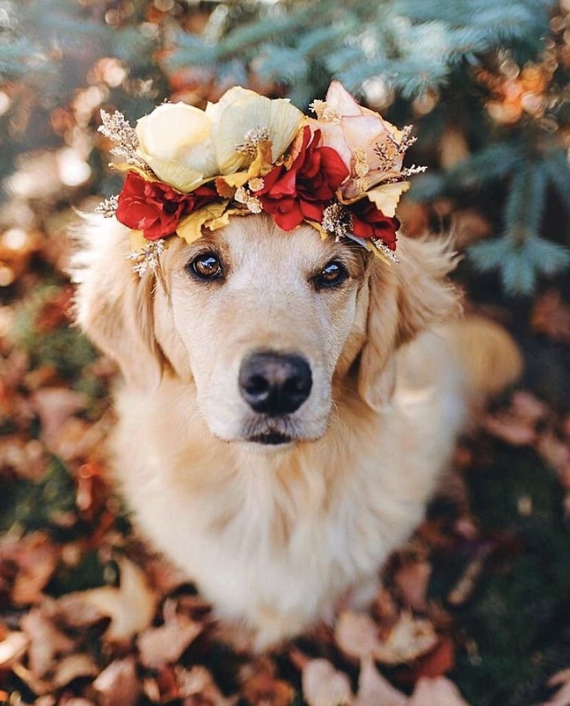Золотистый ретривер с венком