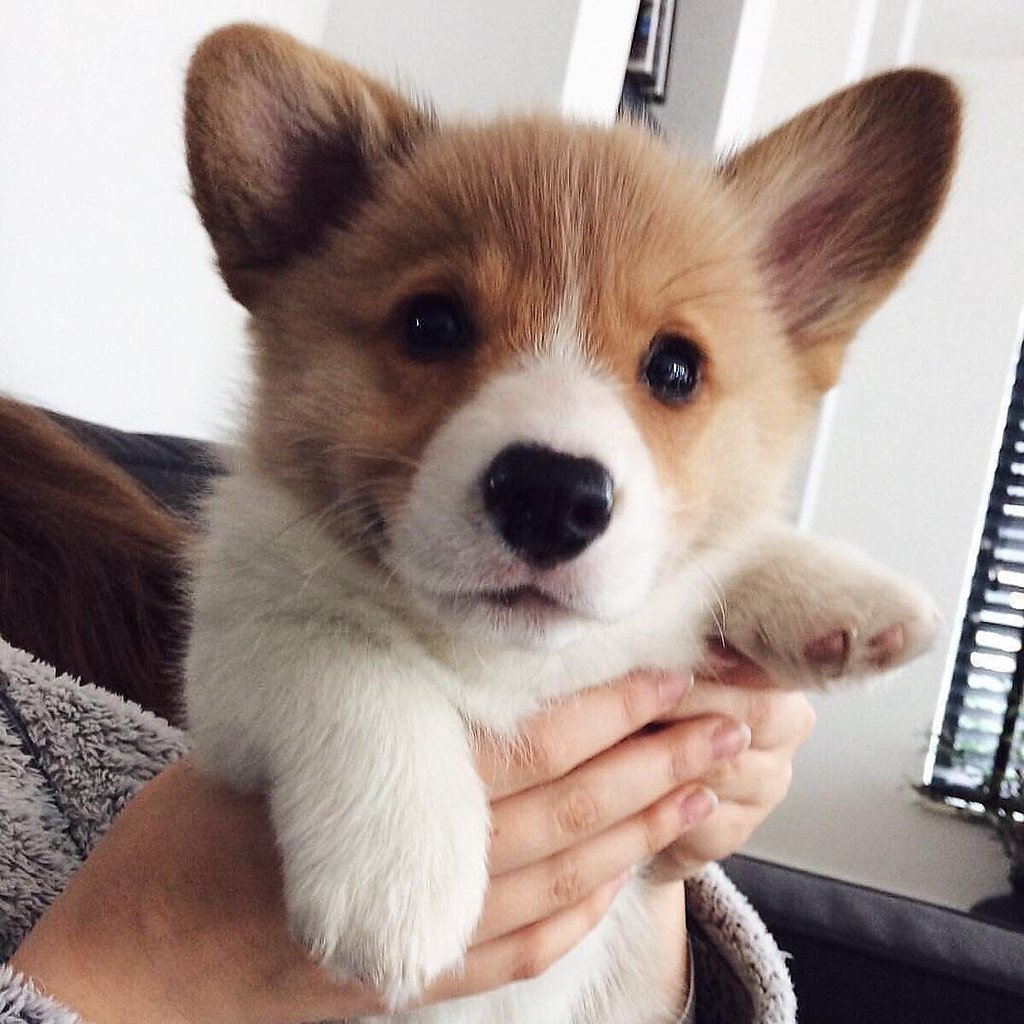 Эстетика собачек корги