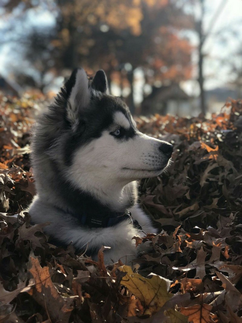 Животные Эстетика