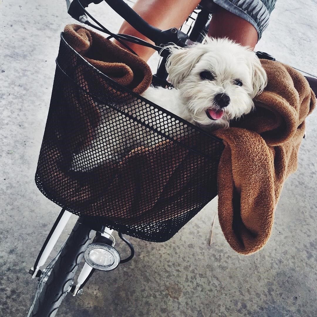 Милые маленькие песики Эстетика