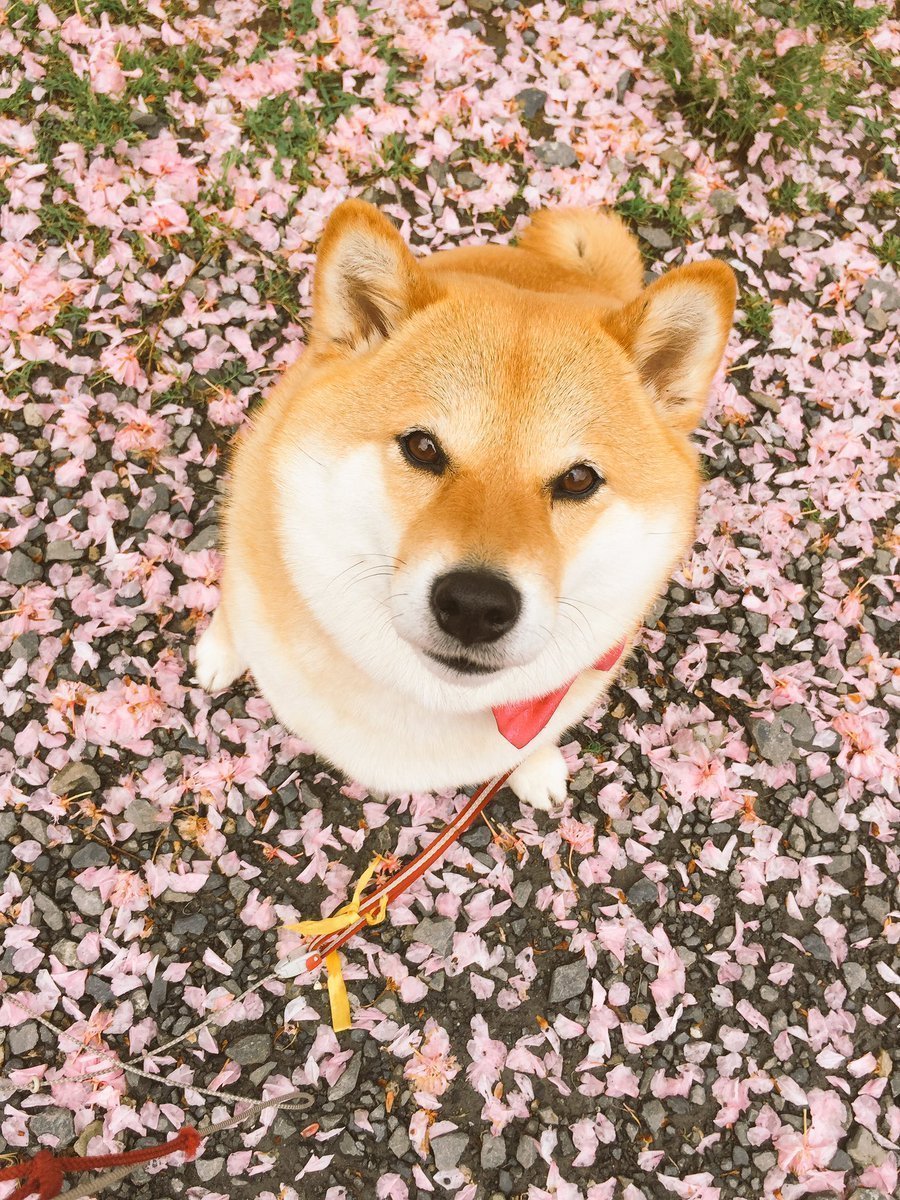 Собачка сиба ину