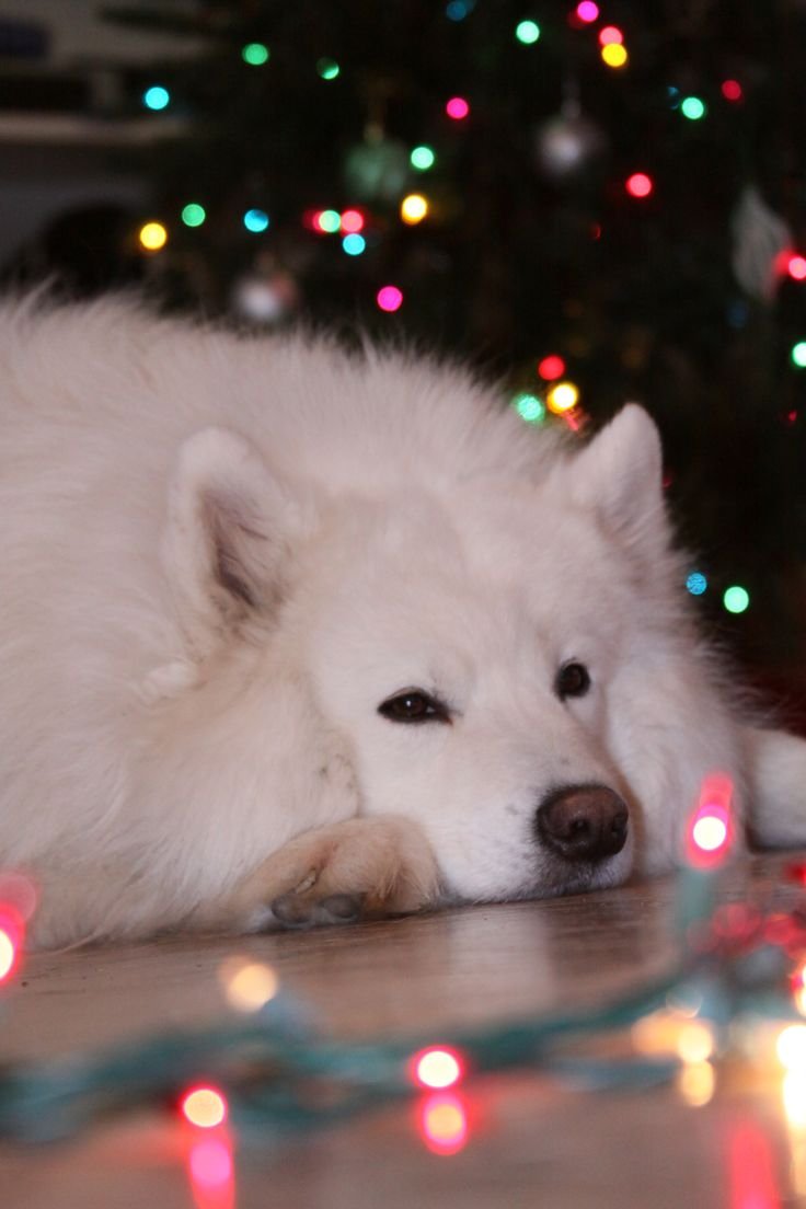 Милые собачки самоеды
