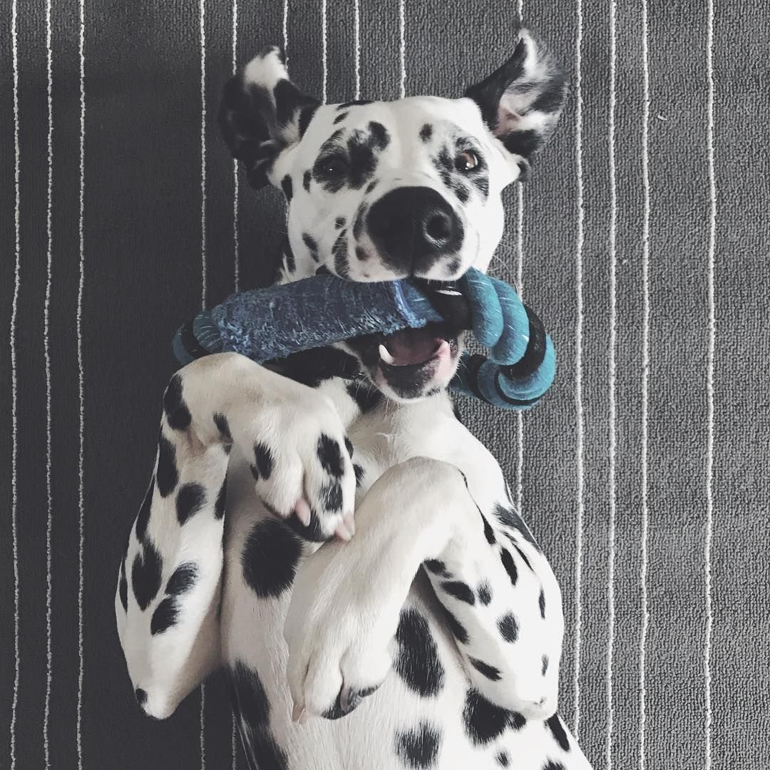 Собака Эстетика далматинец