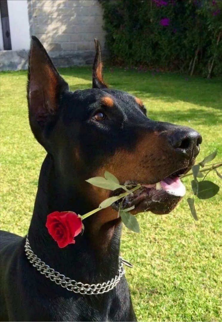 Доберман пинчер любовь